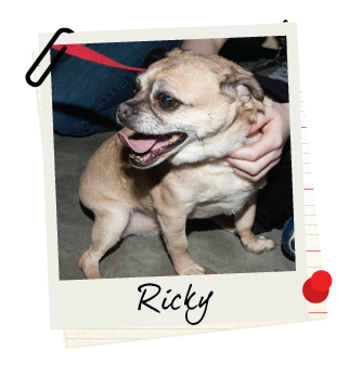 Adopt Ricky
